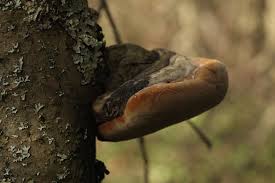 Attēlu rezultāti vaicājumam “Phellinus alni”