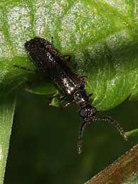 Attēlu rezultāti vaicājumam “Dasytidae”