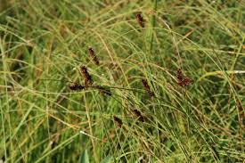 Attēlu rezultāti vaicājumam “Carex diandra”