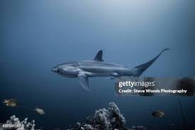 Image result for Alopias pelagicus