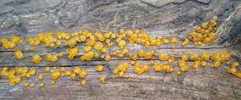 Attēlu rezultāti vaicājumam “Dacrymyces stillatus”