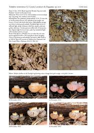 Attēlu rezultāti vaicājumam “Tubifera ferruginosa (subsp. ferruginosa) sessile”