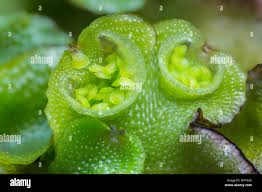 Attēlu rezultāti vaicājumam “Marchantiopsida”