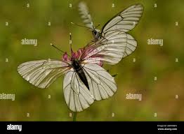 Attēlu rezultāti vaicājumam “Aporia crataegi female”