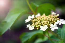 Attēlu rezultāti vaicājumam “Viburnum opulus bud”