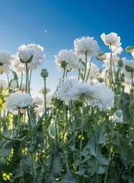 Image result for Papaver somniferum White Cloud