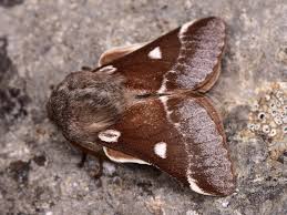 Attēlu rezultāti vaicājumam “Eriogaster lanestris”