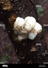 Attēlu rezultāti vaicājumam “Myxarium nucleatum”