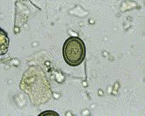 Image result for cestoda excrement dog