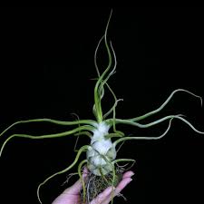 Image result for tillandsia umbellata