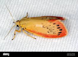 Attēlu rezultāti vaicājumam “Miltochrista miniata”