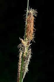 Attēlu rezultāti vaicājumam “Schoenus ferrugineus bud”