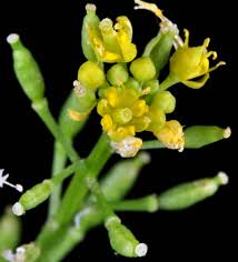 Attēlu rezultāti vaicājumam “Rorippa palustris flower”