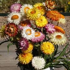 Image result for Helichrysum subulifolium