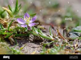 Attēlu rezultāti vaicājumam “Spergularia rubra”