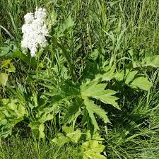 Attēlu rezultāti vaicājumam “Heracleum”