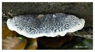 Attēlu rezultāti vaicājumam “Postia caesia”