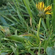 Attēlu rezultāti vaicājumam “Taraxacum officinale aggr. leaf”