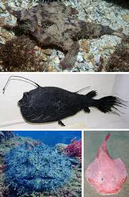 Image result for Newhaven Deep Sea Anglers