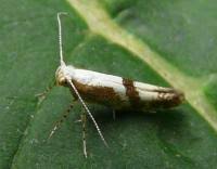Attēlu rezultāti vaicājumam “Argyresthia pruniella”