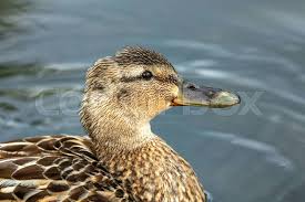 Attēlu rezultāti vaicājumam “Anas platyrhynchos female”