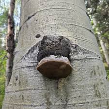 Attēlu rezultāti vaicājumam “Phellinus tremulae”