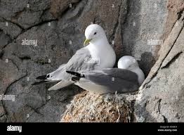 Attēlu rezultāti vaicājumam “Rissa tridactyla nest”