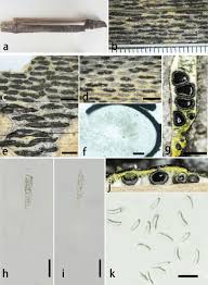 Attēlu rezultāti vaicājumam “Anthostoma decipiens”