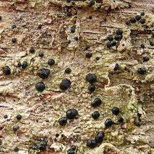 Attēlu rezultāti vaicājumam “Mycoblastus sanguinarius”