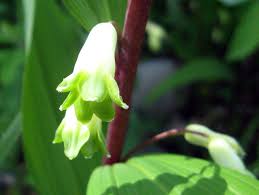 Attēlu rezultāti vaicājumam “Polygonatum odoratum flower”