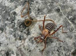 Attēlu rezultāti vaicājumam “Gordius aquaticus”