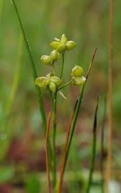 Attēlu rezultāti vaicājumam “Scheuchzeriaceae”