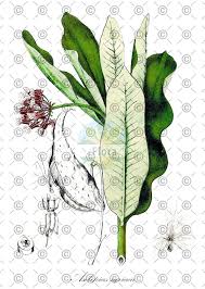 Attēlu rezultāti vaicājumam “Vincetoxicum hirundinaria fruit”