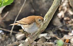 Image result for Catharus fuscescens