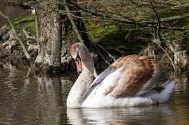 Attēlu rezultāti vaicājumam “Cygnus olor juvenile”