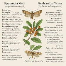 Attēlu rezultāti vaicājumam “Phyllonorycter sp.”
