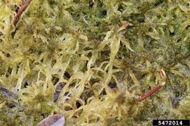 Attēlu rezultāti vaicājumam “Sphagnum cuspidatum”
