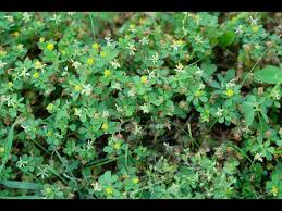 Attēlu rezultāti vaicājumam “Trifolium dubium fruit”