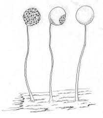 Attēlu rezultāti vaicājumam “Cribraria microcarpa spores”