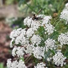 Attēlu rezultāti vaicājumam “Umbelliferae”