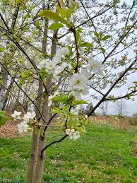 Attēlu rezultāti vaicājumam “Prunus avium flower”