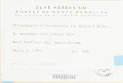 Attēlu rezultāti vaicājumam “Thamnobryum subserratum”