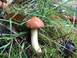 Attēlu rezultāti vaicājumam “Suillus granulatus”