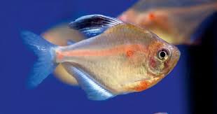 Attēlu rezultāti vaicājumam “Tetratoma ancora”