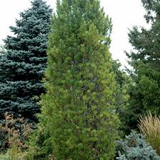 Image result for Pinus cembra