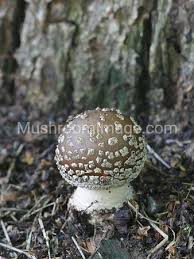 Attēlu rezultāti vaicājumam “Amanita excelsa”