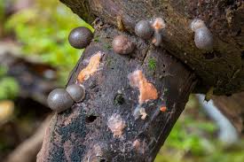 Attēlu rezultāti vaicājumam “Lycogala epidendrum aggr. plasmodium”