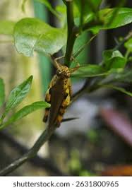 Attēlu rezultāti vaicājumam “Parasemia plantaginis female”