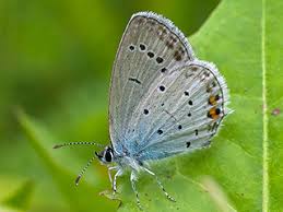 Attēlu rezultāti vaicājumam “Everes argiades underside”