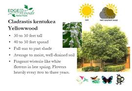 Attēlu rezultāti vaicājumam “Cladrastis kentukea”